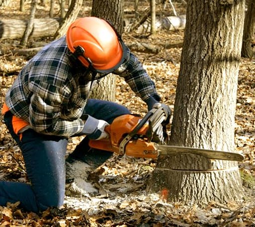 Tree Removal in Bertrand, NE